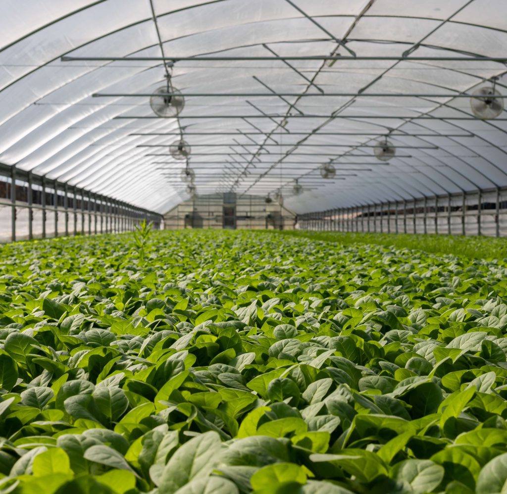 Greenhouse (11) (1)