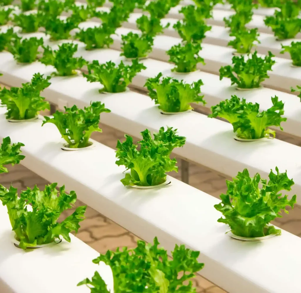 Rows of lettuce plants growing in a commercial hydroponic system using NB Coir's coco peat for stable pH and healthy root growth.